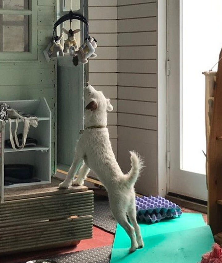 Dog chewing a treat