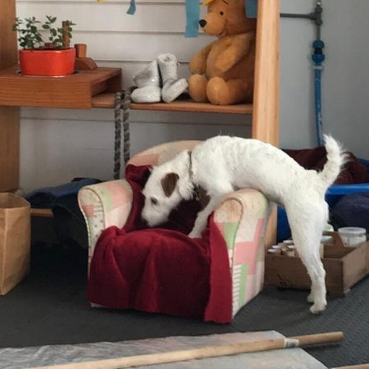 Dog exploring