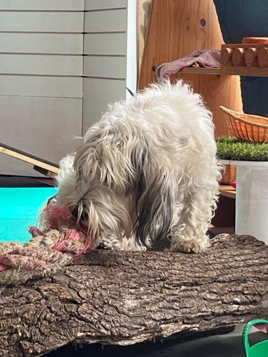 Dog climbing on log